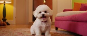Bichon Frise
