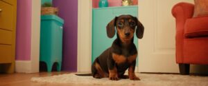 Dachshund