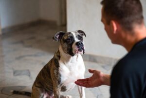 Can Pitbull Be Trusted as Pets