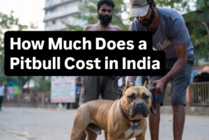 How Much Does a Pitbull Cost in India
