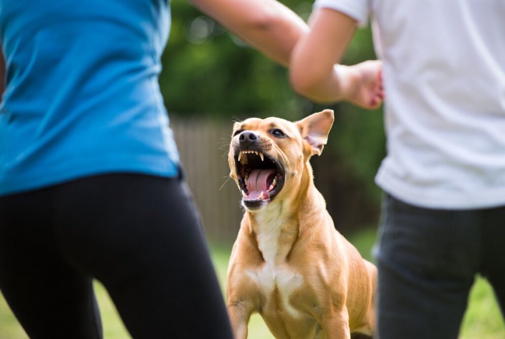 Is a Pitbull Legal in India in 2026 Is a Pitbull Legal in India