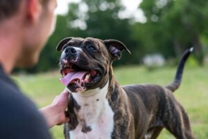 Should You Get a Pitbull in India in 2026