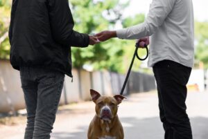 secretly buys a Pitbull