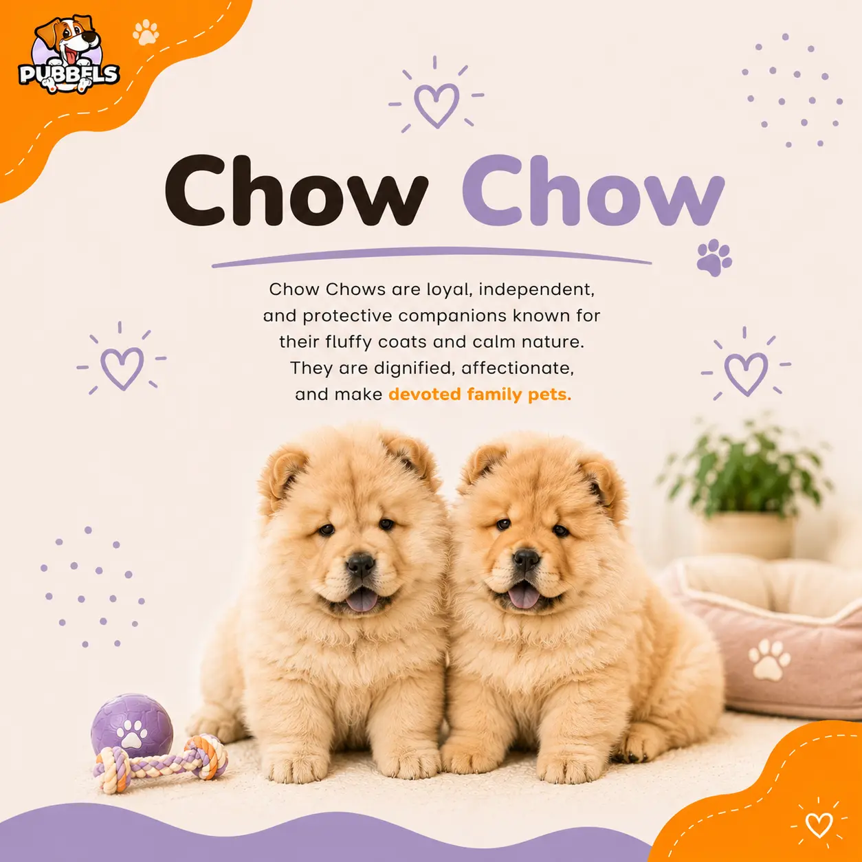 Chow chow dog breed