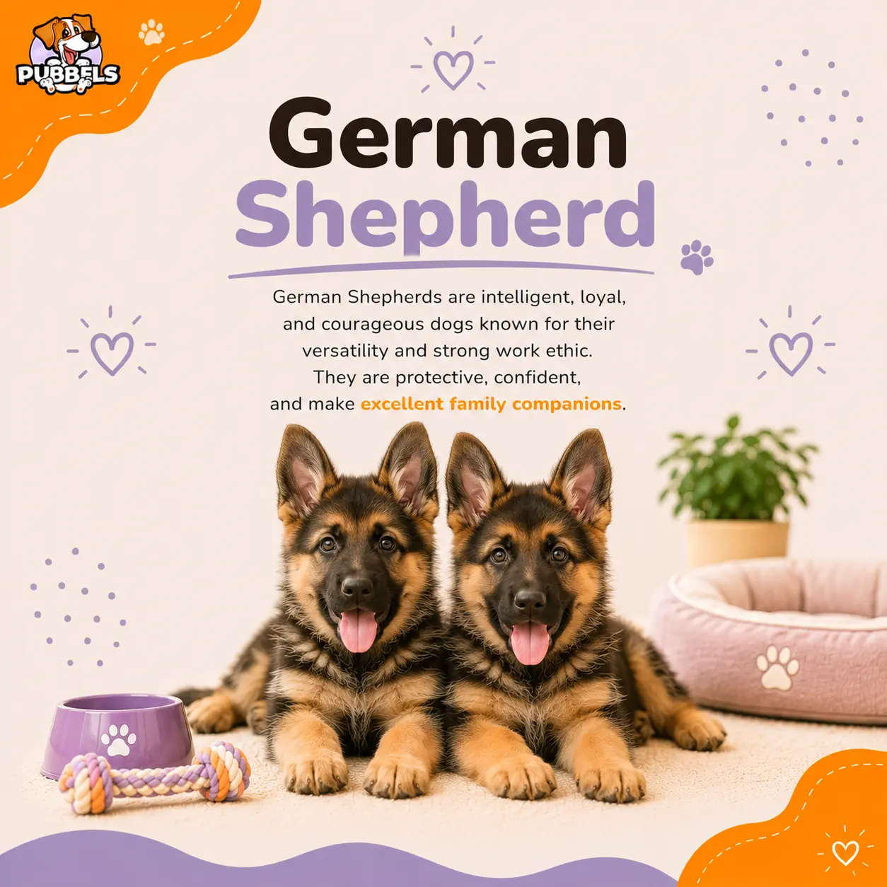 German Shepherd dog breed