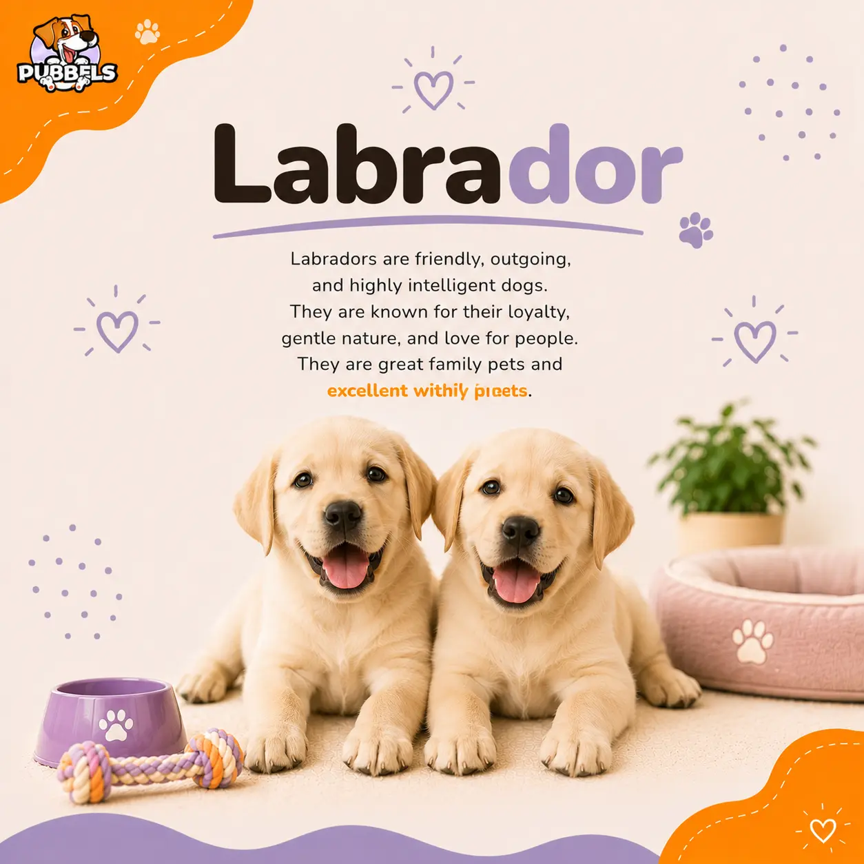 Labrodor dog