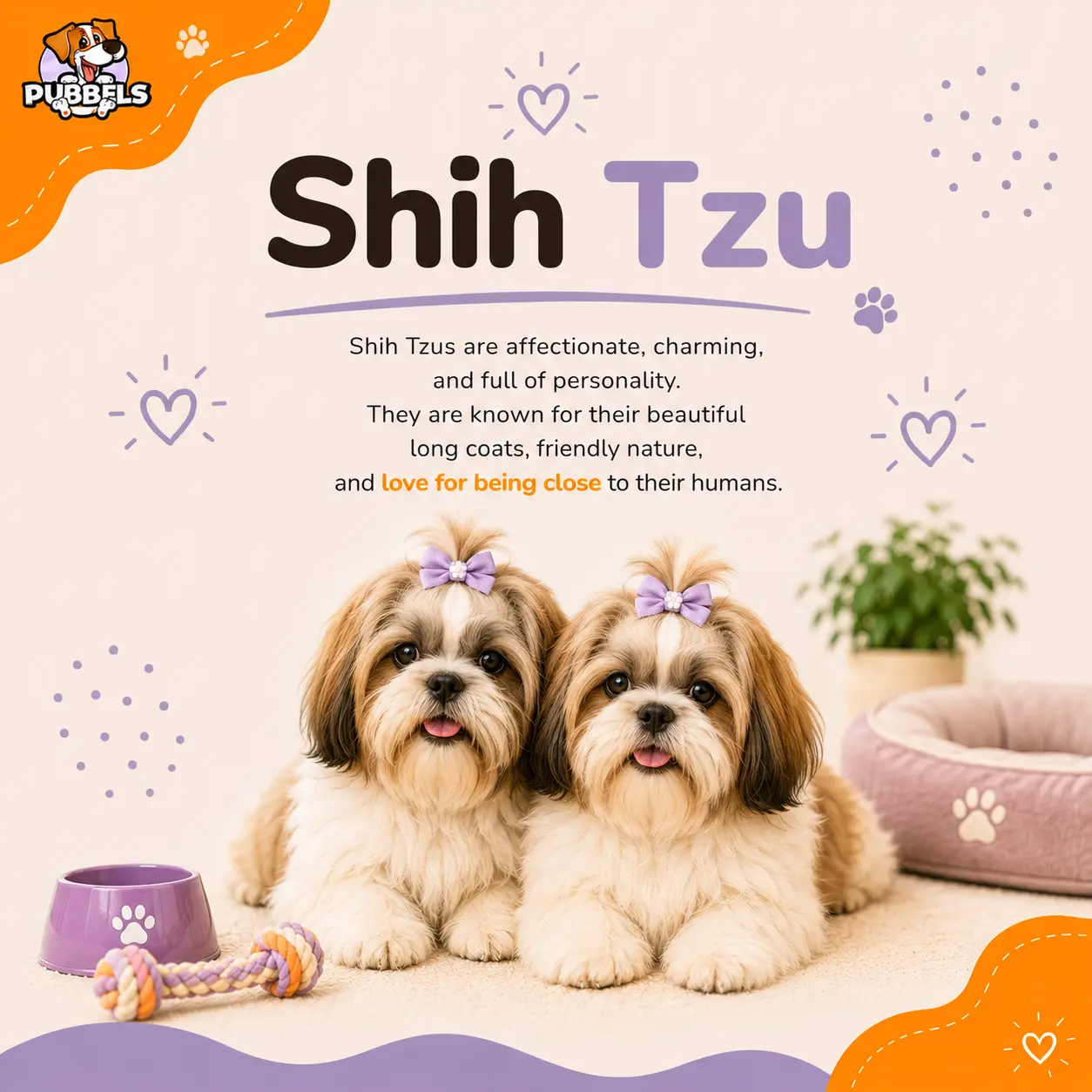 shih tzu dog breed